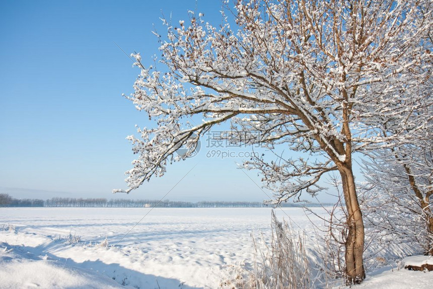 荷兰农田冬季风景中的雪树象图片
