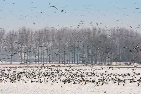 荷兰冬季风景中许多鹅图片