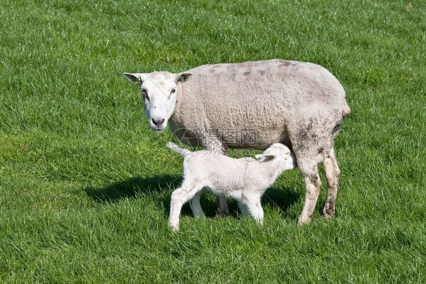 口渴的年轻羊羔由母亲喂养图片