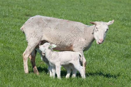 口渴的年轻羊羔由母亲喂养背景图片