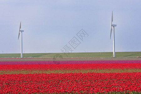 荷兰的红色和紫郁金香田后面有风车和图片