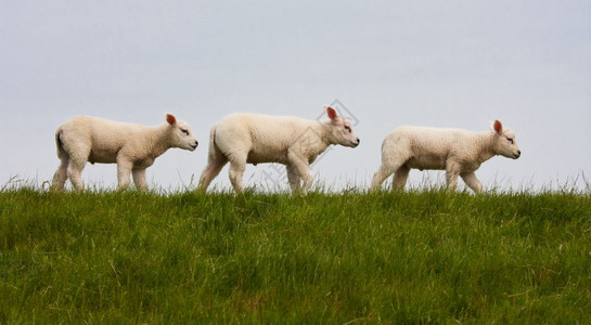 连续三只年轻羊羔游行图片