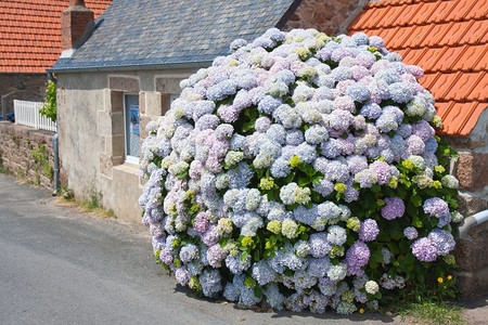 在布列塔尼法国的一座小屋前美丽的白色蓝花兰图片