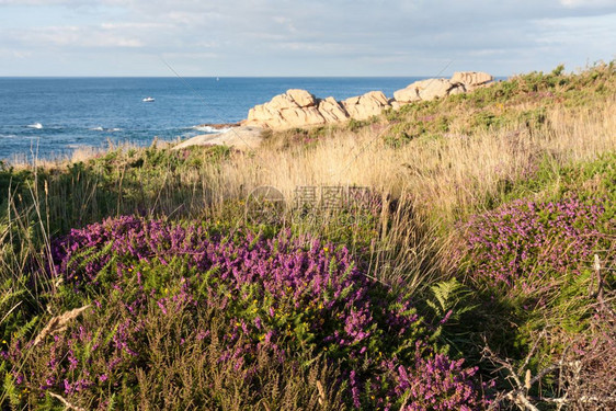 法国布列塔尼海岸紫色厚度图片