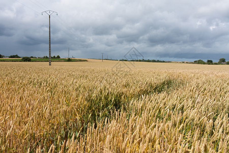 在法国布列塔尼的一个玉米地上威胁着天空图片