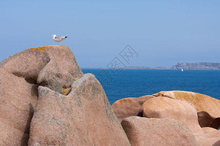 在法国布列塔尼海岸的一块大岩石上海鸥图片
