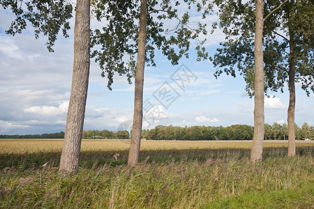 典型的荷兰农村林地一些树木cpe图片