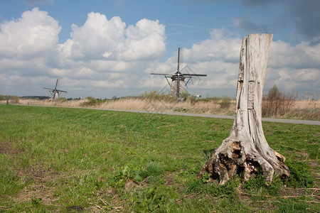 荷兰风景树干和传统风车图片