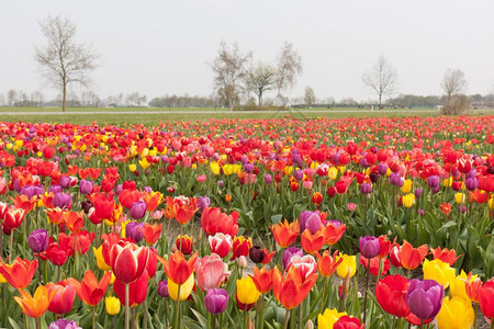荷兰丰富多彩的郁金香田图片