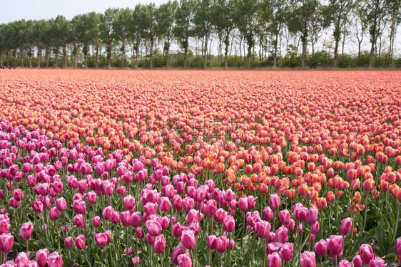 荷兰美丽的紫色和粉红郁金园图片
