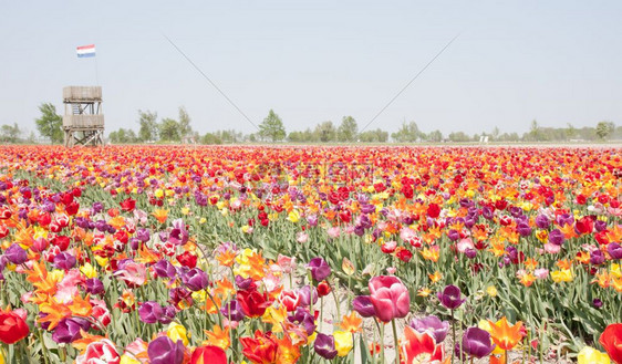 荷兰多彩郁金花场带观察塔图片