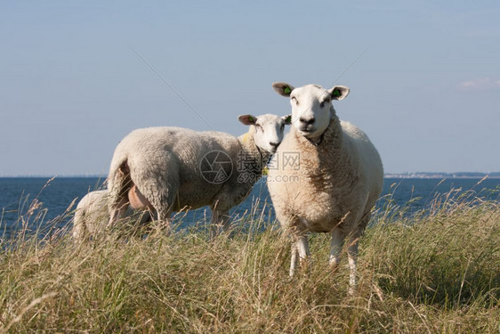 在他们后面放牧的羊在他们后面有蓝海图片
