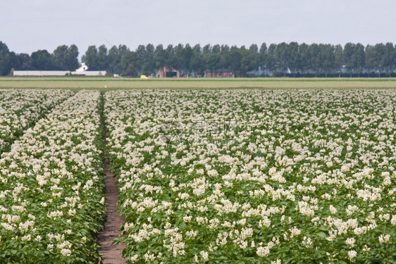 荷兰开花的马铃薯植物田图片
