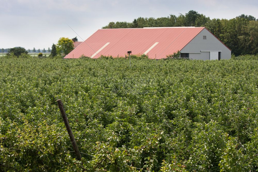荷兰有一个大棚子的果树园高清图片下载 正版图片 摄图网