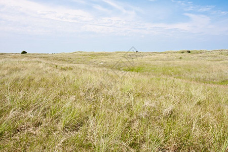 荷兰海岸的沙丘景观图片