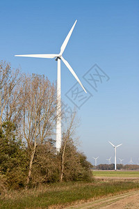 荷兰农村景观中的大风涡轮动物图片