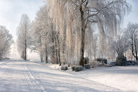 荷兰冬季农田覆盖雪图片