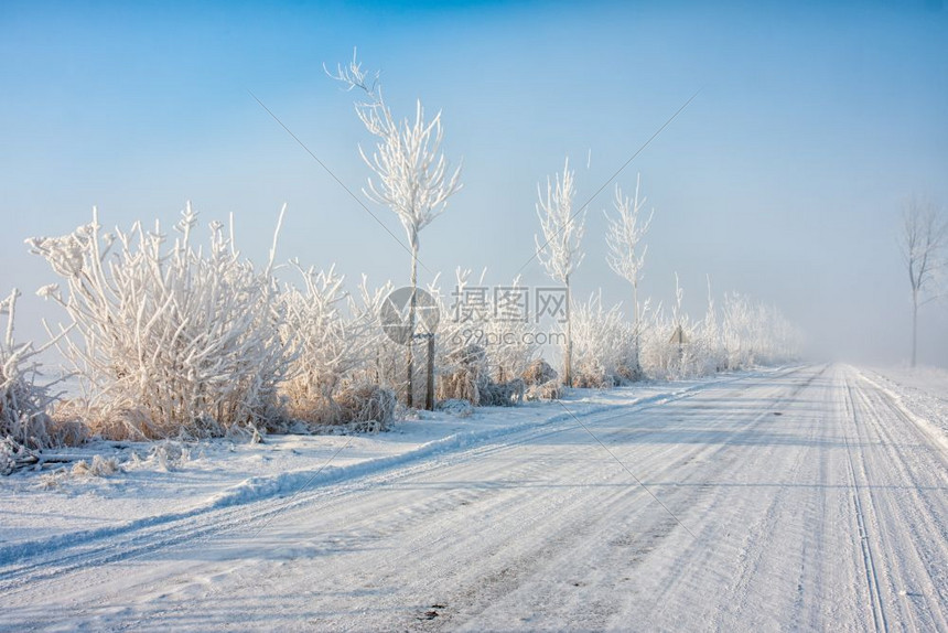 道路树上布满了冰霜图片