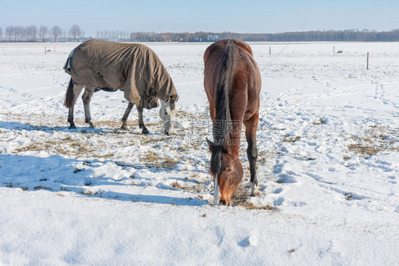 荷兰冬季风景有雪地和马匹上面盖着毛毯在雪下寻找草荷兰冬季上面盖着雪地和马上面盖着毯子图片