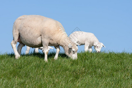 荷兰春天的羊与羔图片