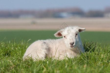 躺在草地上的可爱羊羔荷兰图片