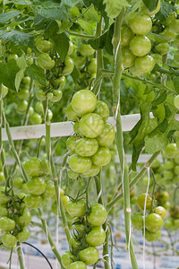 荷兰温室的番茄种植图片