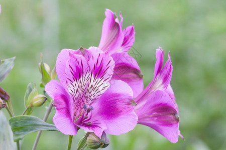 荷兰温室紫花有选择地重点图片