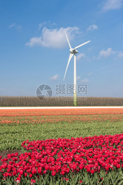 荷兰有风力涡轮机的大荷兰彩色郁金园图片