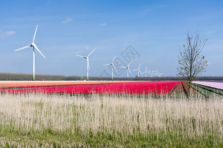 荷兰有风力涡轮机的多彩荷兰大色的郁金园背景图片
