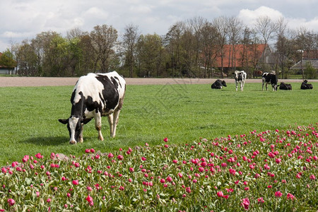 在荷兰的郁金地附近放牧奶牛图片