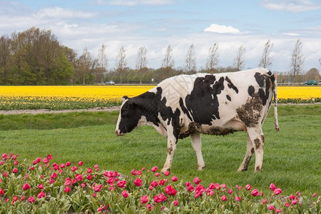 在荷兰的郁金地附近放牧奶牛图片