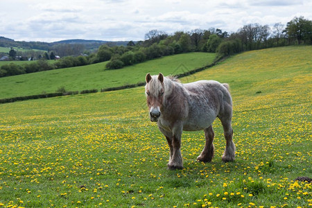 比利时草原上的马被黄色花朵覆盖图片