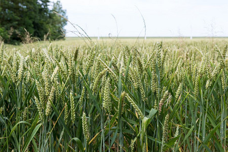 荷兰有小麦的农田图片