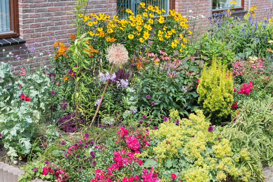 荷兰人的房子有前院几株盛开的植物图片