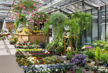 花园中心在温室出售植物图片