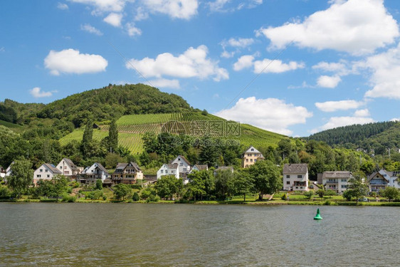 德国Moselle河沿岸的房屋和葡萄园图片