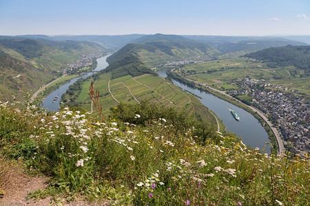 德国Zell和Punderich附近的Moselle河图片