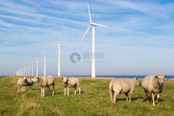 风力涡轮机的前面有羊群图片