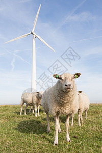荷兰风车和羊图片