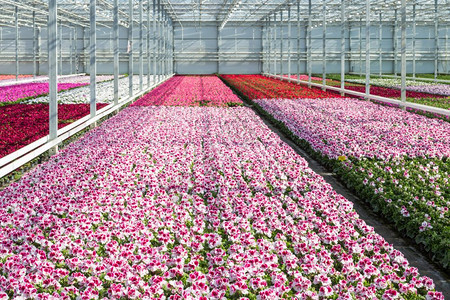 在荷兰温室中种植白和紫色图片