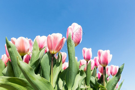 阳光明媚的蓝天下白色和粉红的郁金香图片