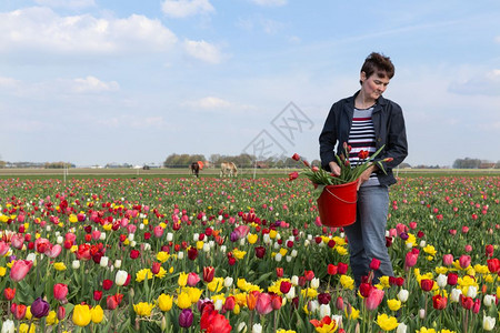 妇女在荷兰郁金香田采花背景图片