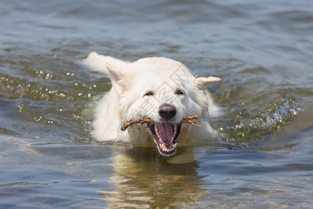 白色牧羊犬从水中取回一枝图片