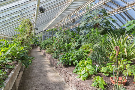 在柏林植物园有几座热带植物的温室在柏林植物园有热带的温室图片