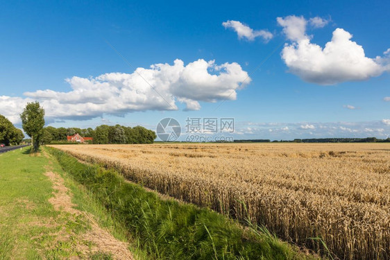 荷兰有小麦田和云景的农图片