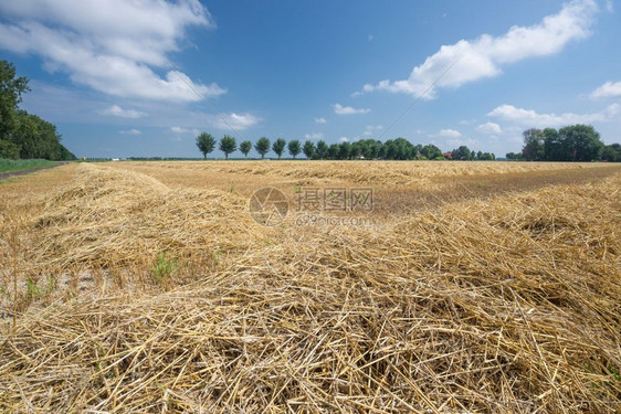 拥有收获小麦田的荷兰农图片