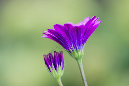 粉色非洲雏菊特写图片