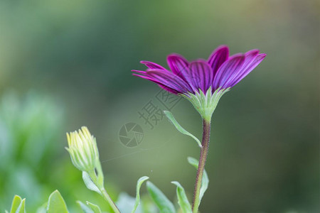 粉色非洲雏菊特写图片