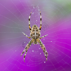 紫色背景的欧洲花园蜘蛛AraniusDiadematus图片