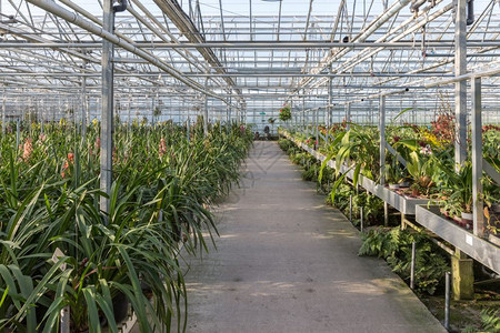 荷兰大温室配有花苗圃图片